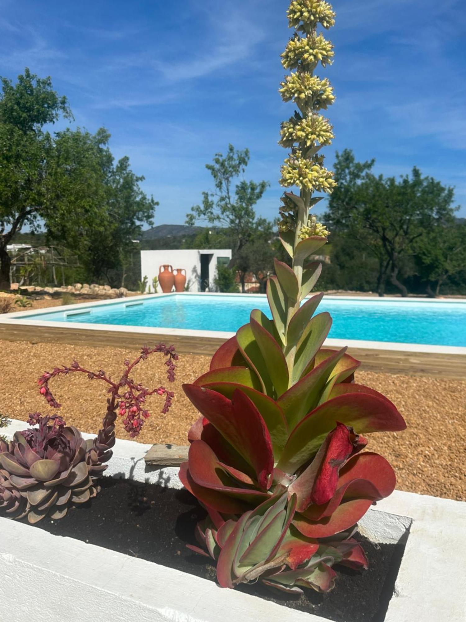 La Quinta Da Liberdade - Ferme De Charme En Algarve Villa Pechão Eksteriør billede